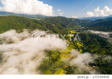 Top view green forest trees background, Beautiful green nature background 125509400