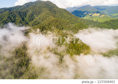 Top view green forest trees background, Beautiful green nature background Top view green forest trees background, Beautiful green nature background 125509401