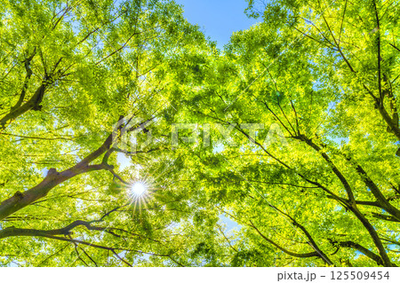 日本の横浜都市景観 新緑の季節…。木漏れ日…緑のイメージ…＝27日 125509454