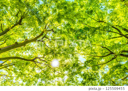 日本の横浜都市景観 新緑の季節…。木漏れ日…緑のイメージ…＝27日 125509455