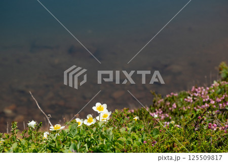 高山の池の側に咲くチングルマ 高山の池の側に咲くチングルマ 125509817