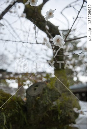 北野天満宮 末社 竈社 幹に空洞がある梅4 北野天満宮 末社 竈社 幹に空洞がある梅4 125509929