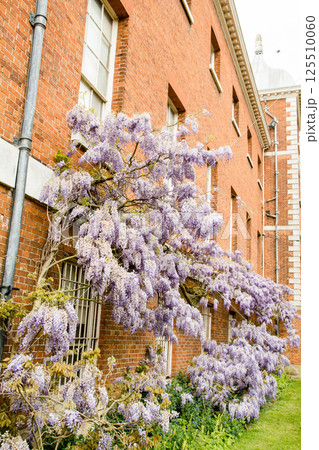 歴史的な赤レンガの建物脇にきれいに咲いた薄紫色の藤の花　ロンドン郊外のオスタリー・パークにて 125510060