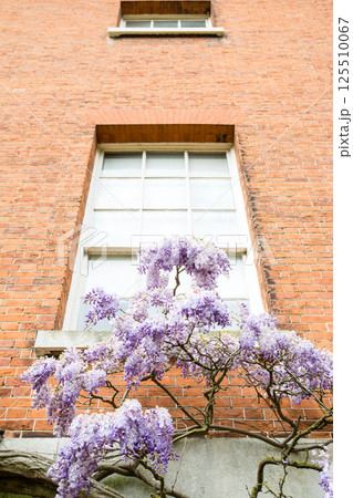 歴史的な赤レンガの建物脇にきれいに咲いた薄紫色の藤の花 ロンドン郊外のオスタリー・パークにて 歴史的な赤レンガの建物脇にきれいに咲いた薄紫色の藤の花 ロンドン郊外のオスタリー・パークにて 125510067