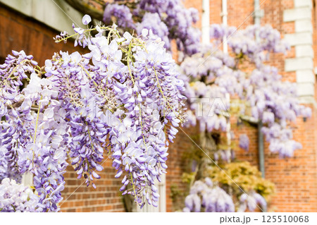歴史的な赤レンガの建物脇にきれいに咲いた薄紫色の藤の花　ロンドン郊外のオスタリー・パークにて 125510068