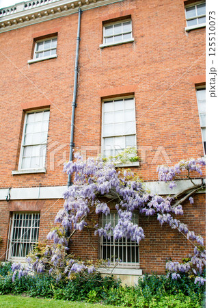 歴史的な赤レンガの建物脇にきれいに咲いた薄紫色の藤の花　ロンドン郊外のオスタリー・パークにて 125510073