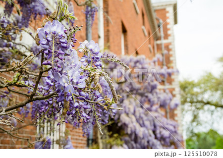 歴史的な赤レンガの建物脇にきれいに咲いた薄紫色の藤の花 ロンドン郊外のオスタリー・パークにて 歴史的な赤レンガの建物脇にきれいに咲いた薄紫色の藤の花 ロンドン郊外のオスタリー・パークにて 125510078