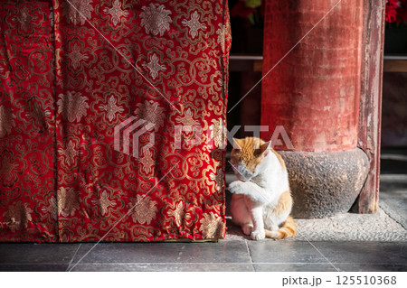 Orange white tabby cat lick leg to hygeine by red Chinese curtain 125510368