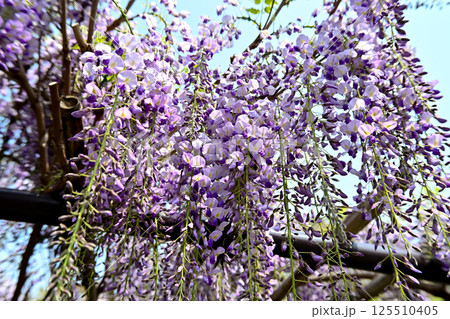 藤の花 125510405