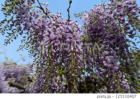 藤の花 藤の花 125510407