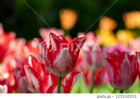 赤いチューリップ 赤いチューリップ 125510553