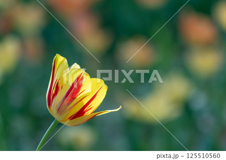 春の花壇に咲くチューリップの黄色い花 125510560
