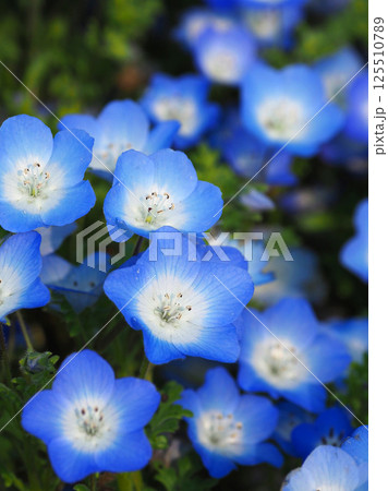 ネモフィラ（Nemophila） 125510789