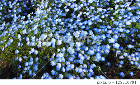 ネモフィラ（Nemophila） 125510791