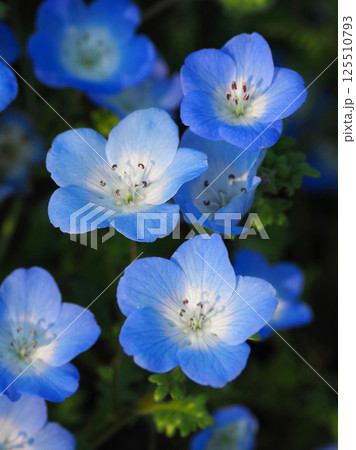 ネモフィラ(Nemophila) ネモフィラ(Nemophila) 125510793