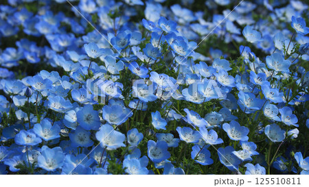 ネモフィラ（Nemophila） 125510811