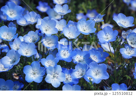 ネモフィラ（Nemophila） 125510812