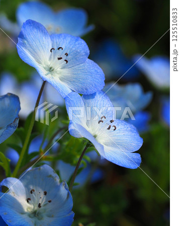 ネモフィラ(Nemophila) ネモフィラ(Nemophila) 125510833
