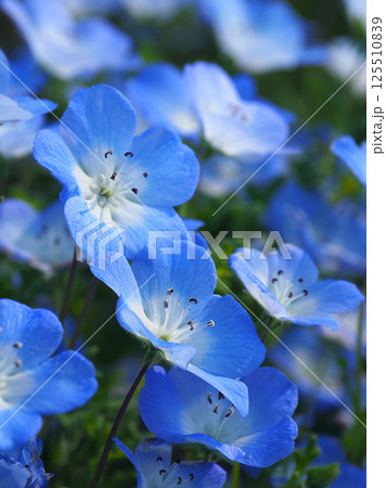 ネモフィラ(Nemophila) ネモフィラ(Nemophila) 125510839