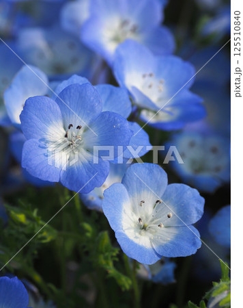 ネモフィラ（Nemophila） 125510840