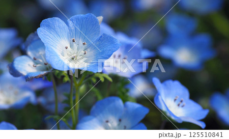 ネモフィラ(Nemophila) ネモフィラ(Nemophila) 125510841