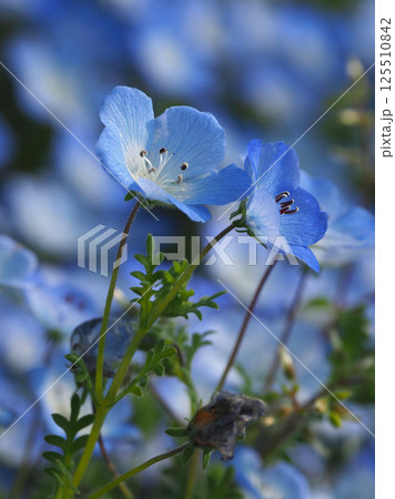 ネモフィラ(Nemophila) ネモフィラ(Nemophila) 125510842
