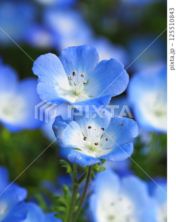 ネモフィラ（Nemophila） 125510843