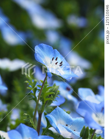 ネモフィラ(Nemophila) ネモフィラ(Nemophila) 125510846