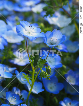 ネモフィラ(Nemophila) ネモフィラ(Nemophila) 125510849