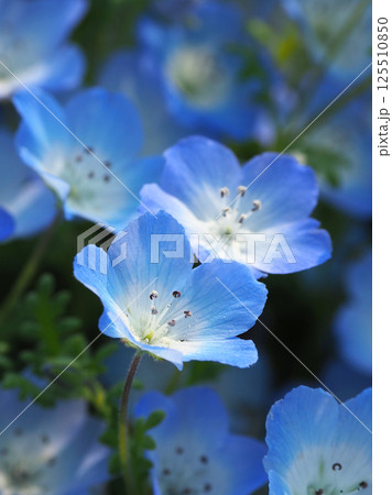 ネモフィラ(Nemophila) ネモフィラ(Nemophila) 125510850