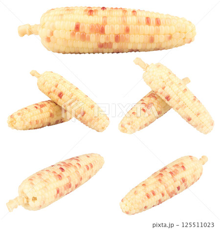 waxy corn isolated on white background waxy corn isolated on white background 125511023