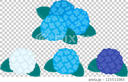 Hydrangea flower vector illustration set Hydrangea flower vector illustration set 125511065