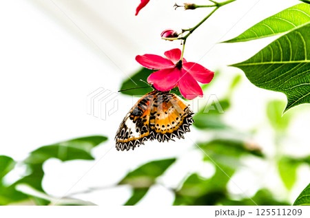 Beautiful female Hypolimnas Missippus butterfly on green garden leaves 125511209