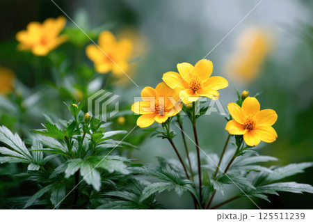 Bright yellow bidens flowers with lush green leaves on soft blurred background, known for boosting immunity, supporting skin healing, reducing inflammation, and improving digestive health. Bright yellow bidens flowers with lush green leaves on soft blurred background, known for boosting immunity, supporting skin healing, reducing inflammation, and improving digestive health. 125511239