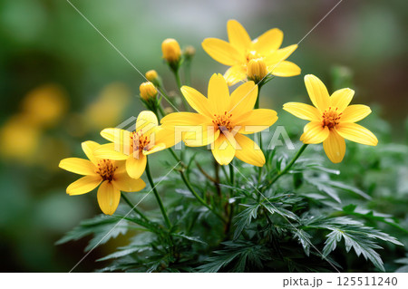 Bright yellow bidens flowers with lush green leaves on soft blurred background, known for boosting immunity, supporting skin healing, reducing inflammation, and improving digestive health. Bright yellow bidens flowers with lush green leaves on soft blurred background, known for boosting immunity, supporting skin healing, reducing inflammation, and improving digestive health. 125511240