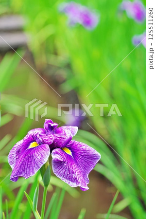 春の終わりを知らせる菖蒲園 春の終わりを知らせる菖蒲園 125511260