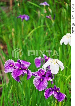 季節の変わり目の菖蒲園 季節の変わり目の菖蒲園 125511261