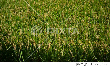 米(稲作)イメージ 125511327