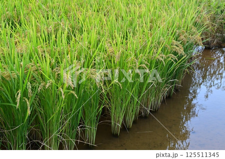 米(稲作)イメージ 米(稲作)イメージ 125511345