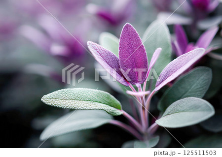 Fresh sage leaves with soft green and purple hues on blurred background, known for supporting digestion, soothing sore throats, reducing inflammation, and boosting cognitive function. 125511503