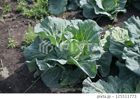 キャベツ畑：cabbage patch 125511773