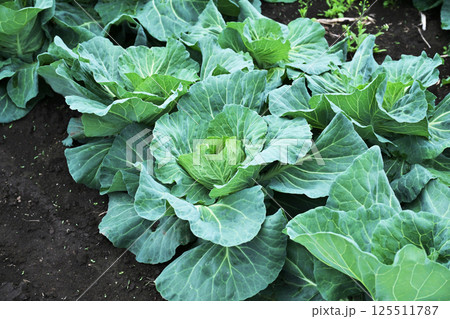 キャベツ畑：cabbage patch 125511787