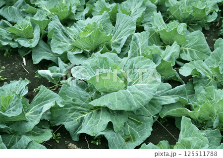 キャベツ畑：cabbage patch 125511788