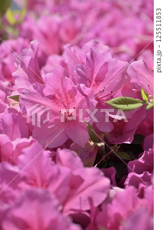 美しいツツジ　(azalea) 125511853