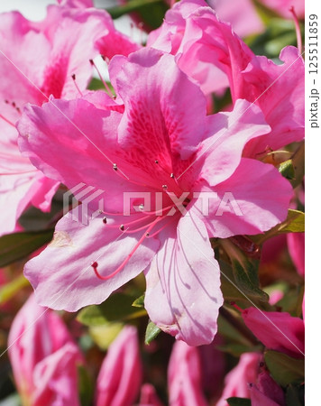 美しいツツジ　(azalea) 125511859