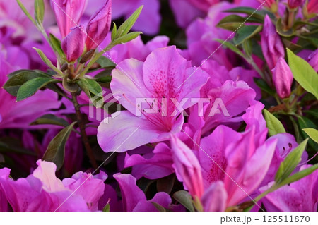 美しいツツジ　(azalea) 125511870