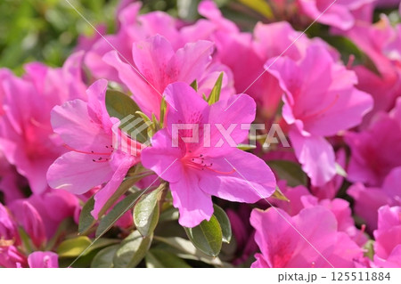美しいツツジ (azalea) 美しいツツジ (azalea) 125511884