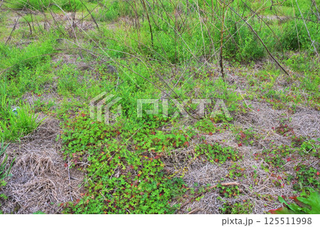 空き地 荒地 雑草 土地 vacant lot 空き地 荒地 雑草 土地 vacant lot 125511998