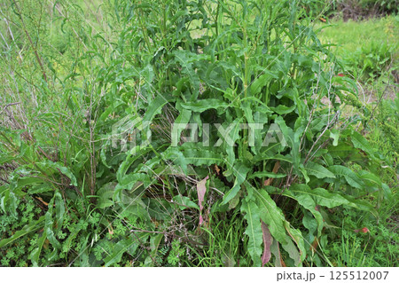 空き地　荒地　雑草　土地　vacant lot 125512007