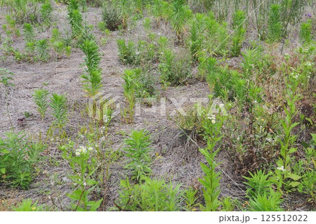 空き地 荒地 雑草 土地 vacant lot 空き地 荒地 雑草 土地 vacant lot 125512022